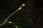 Longstalk sedge